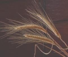 Agriculture & Food Production digital solutions by Cloudmatic